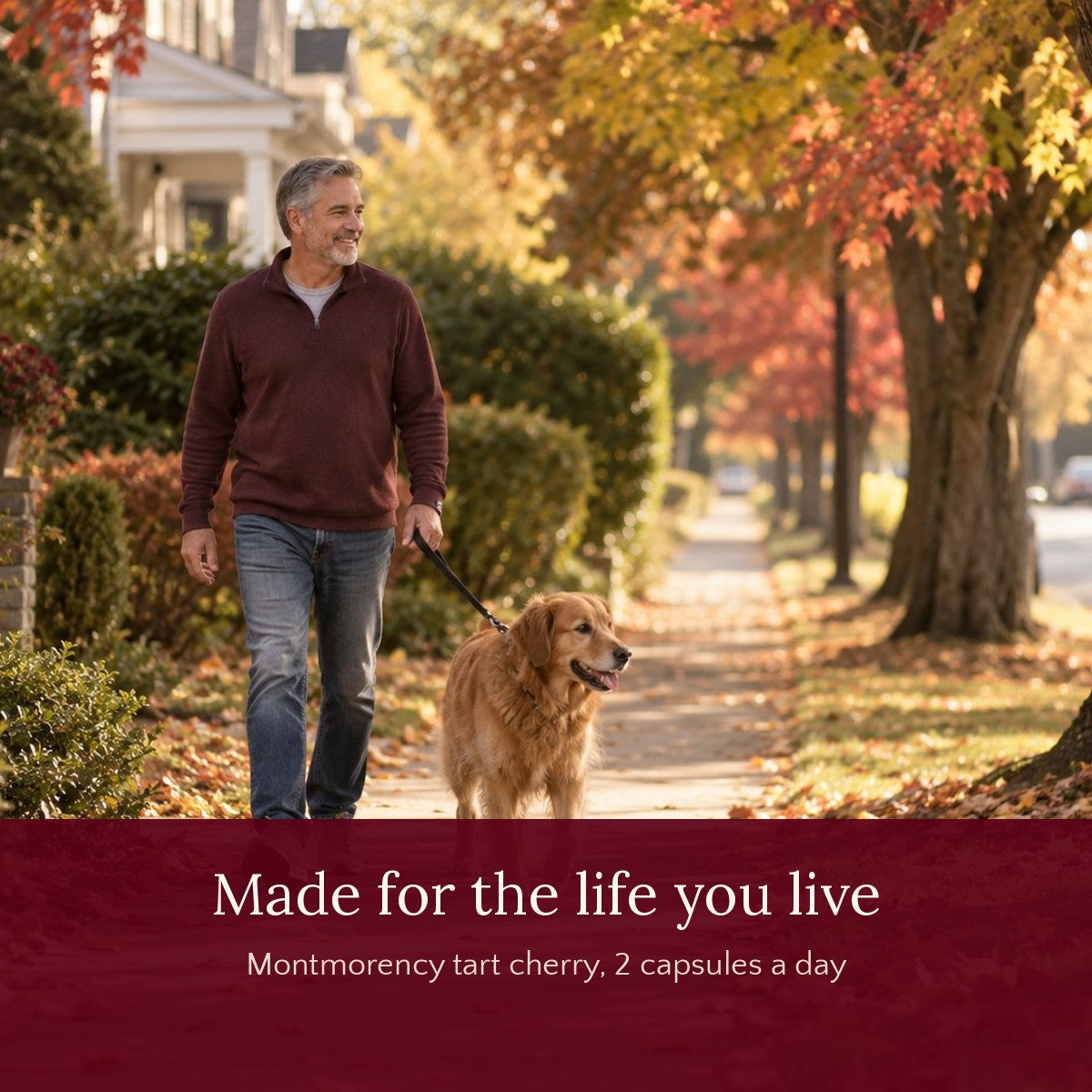 Man in his sixties walking his dog on an autumn street, Montmorency tart cherry, 2 capsules a day